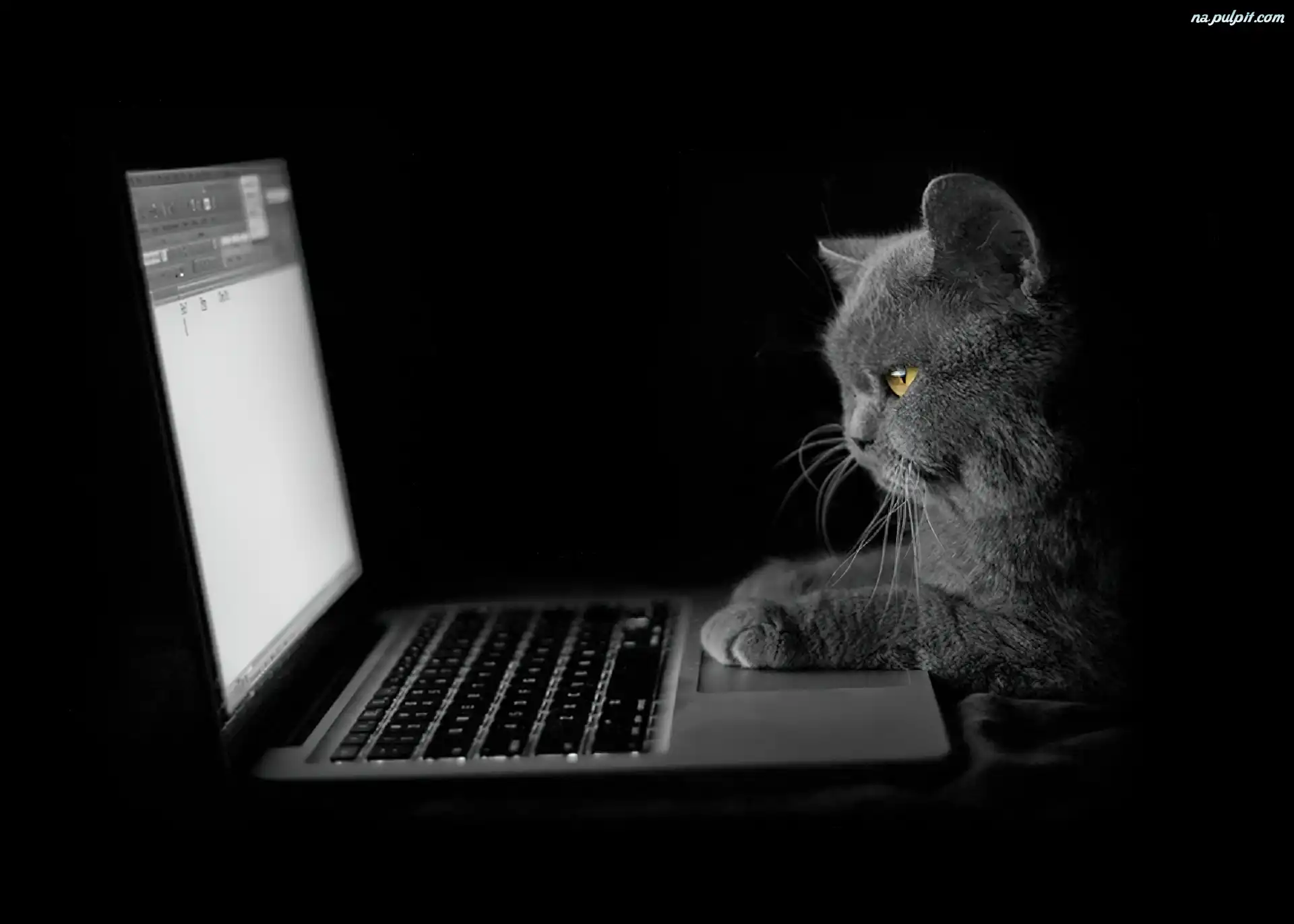 Kot, Laptop Na Pulpit